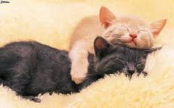 Fuente de imagen: http://imagenes.4ever.eu/animales/gatos/gatos-durmiendo-165701