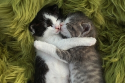 Fuente de imagen: http://misanimales.com/por-que-los-gatos-duermen-mucho-tiempo-al-dia